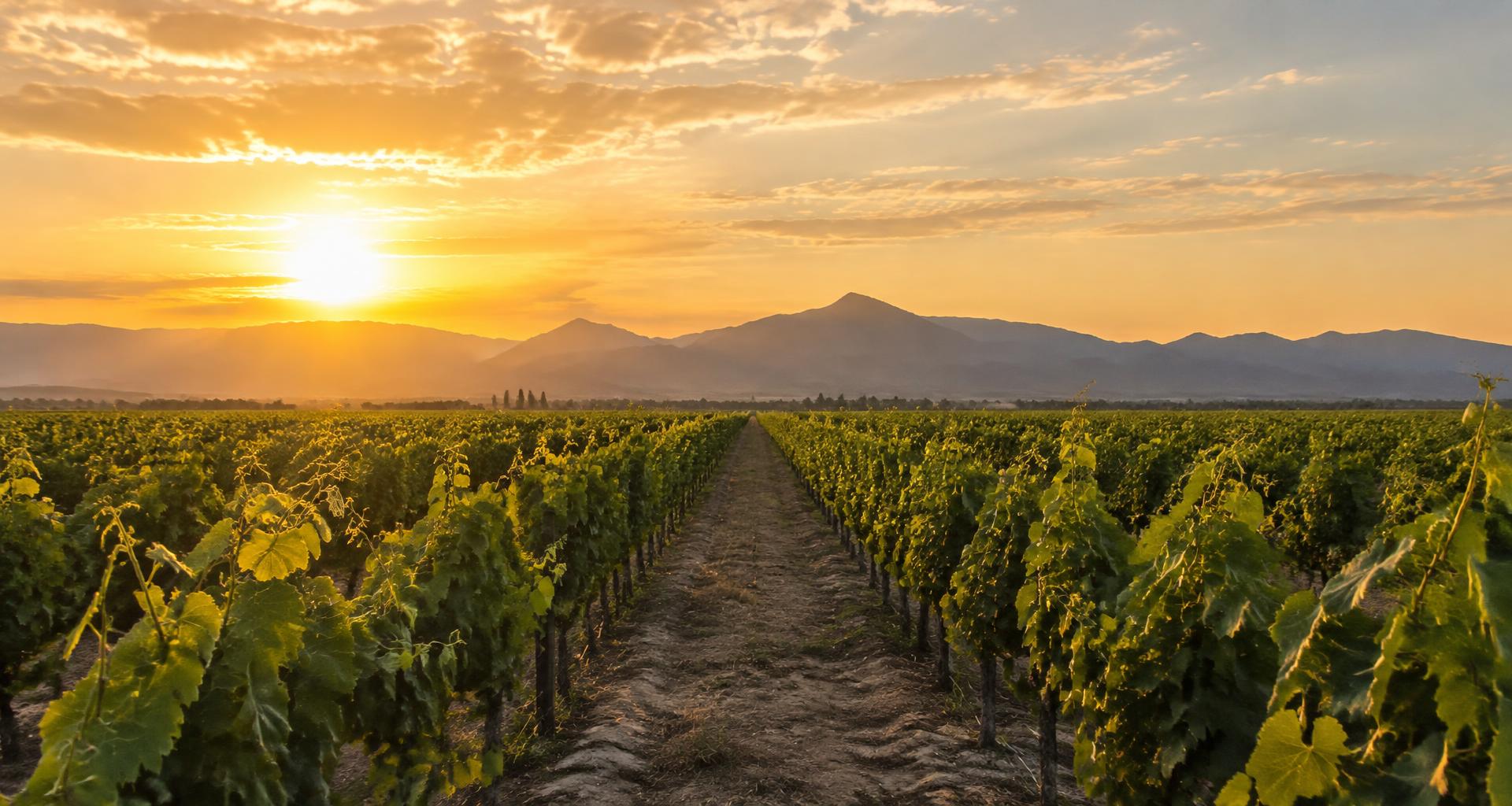 Viñedo al atardecer, imagen ilustrativa